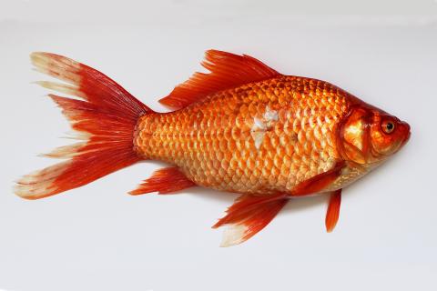 Goldfish. The Dutch for "goldfish" is "goudvis".