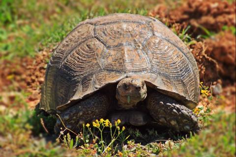 Tortoise. The Dutch for "tortoise" is "schildpad".