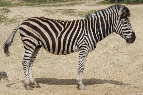 Zebra. The Dutch for "zebra" is "zebra".