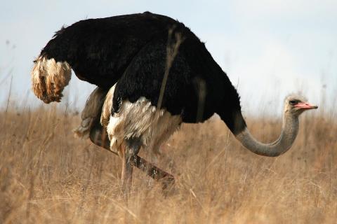 Ostrich. The Dutch for "ostrich" is "struisvogel".