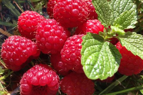 Raspberries. The Dutch for "raspberries" is "frambozen".