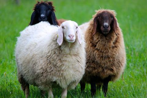 Sheep. The Dutch for "sheep" is "schapen".