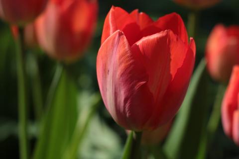 Tulip. The Dutch for "tulip" is "tulp".