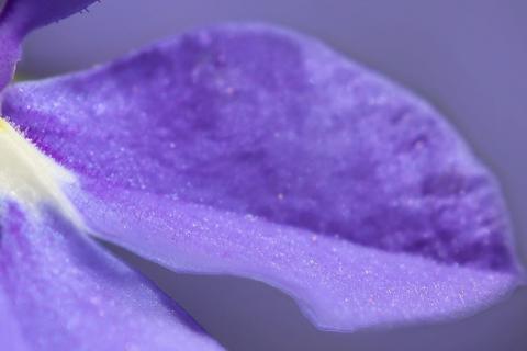 Violet. The Dutch for "violet" is "violet". Violet. The Dutch for "violet" is "violet".