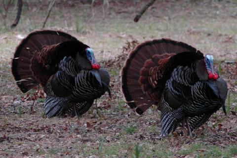 Turkeys. The Dutch for "turkeys" is "kalkoenen".