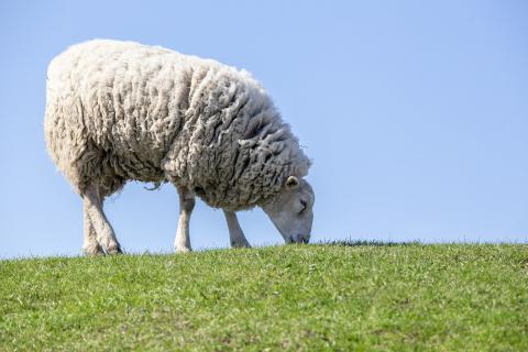 Sheep. The Dutch for "sheep" is "schaap".