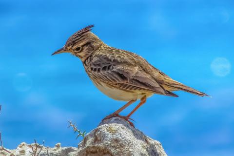 Larks. The Dutch for "larks" is "leeuweriken".