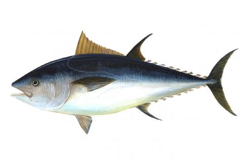 Tuna. The Dutch for "tuna" is "tonijn".