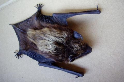 Bat. The Dutch for "bat" is "vleermuis".