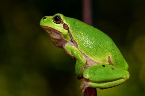 Frog. The Dutch for "frog" is "kikker". Frog. The Dutch for "frog" is "kikker".