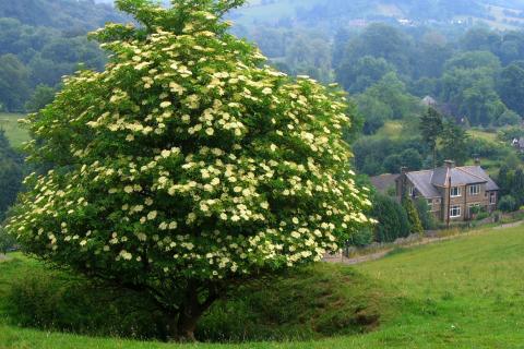 Elder tree. The Dutch for "elder tree" is "vlierboom".