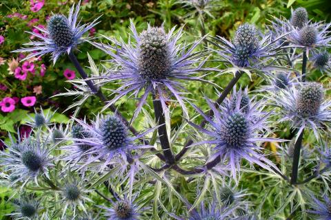 Thistles. The Dutch for "thistles" is "distels".