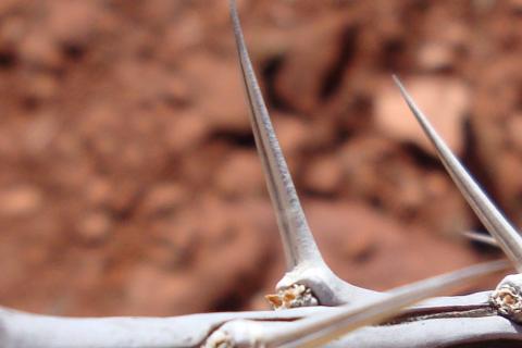 Thorn. The Dutch for "thorn" is "doorn". Thorn. The Dutch for "thorn" is "doorn".