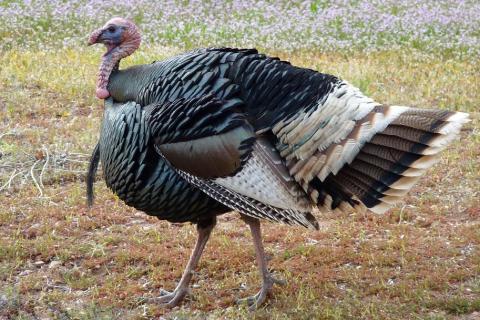 Turkey. The Dutch for "turkey" is "kalkoens". Turkey. The Dutch for "turkey" is "kalkoens".