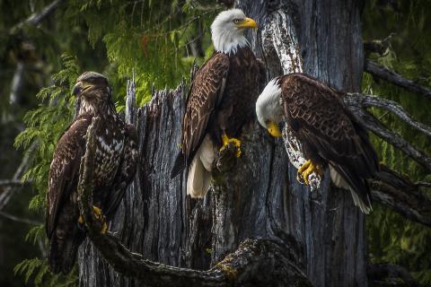 Eagles. The Dutch for "eagles" is "adelaars".