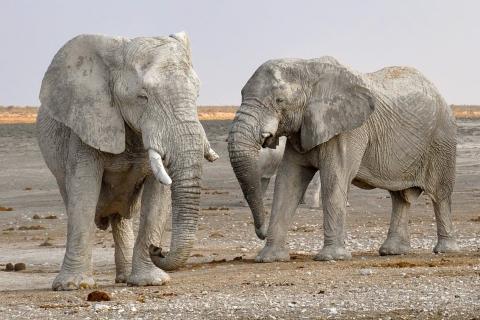 Elephants. The Dutch for "elephants" is "olifanten".