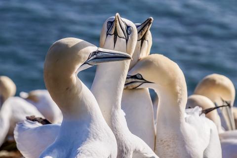 Gannets. The Dutch for "gannets" is "genten".