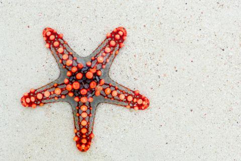 Starfish. The Dutch for "starfish" is "zeesterren".