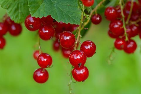 Redcurrant. The Dutch for "redcurrant" is "aalbes".