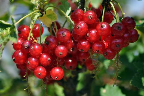 Redcurrants. The Dutch for "redcurrants" is "aalbessen".