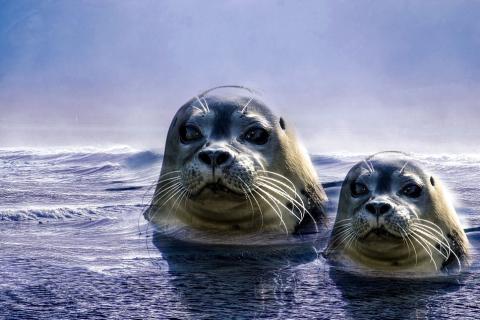 Seal. The Dutch for "seal" is "sluit". Seal. The Dutch for "seal" is "sluit".