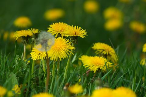 Dandelions. The Dutch for "dandelions" is "paardenbloemen".