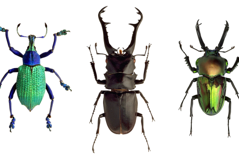 Beetles. The Dutch for "beetles" is "torren".