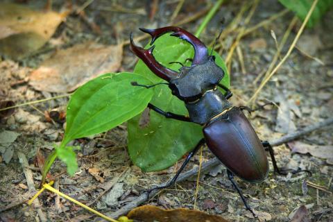 Beetle. The Dutch for "beetle" is "tor".