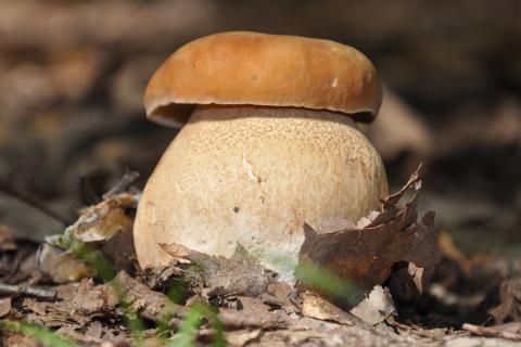 Mushroom. The Dutch for "mushroom" is "paddenstoel".