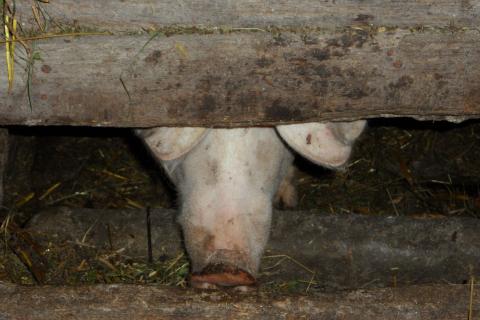 Pigsty. The Dutch for "pigsty" is "varkenshok".