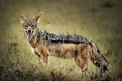 Jackal. The Dutch for "jackal" is "jakhals".