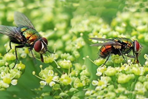 Flies. The Dutch for "flies" is "vliegt".