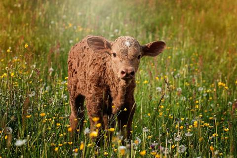 Calf. The Dutch for "calf" is "kalf".