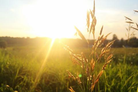 Sunlight. The Dutch for "sunlight" is "zonlicht".