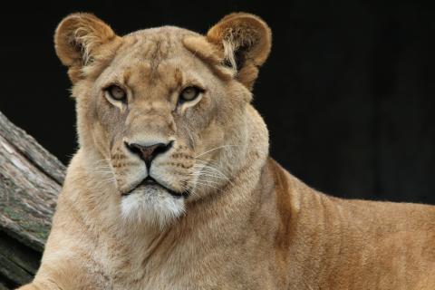 Lioness. The Dutch for "lioness" is "leeuwin".