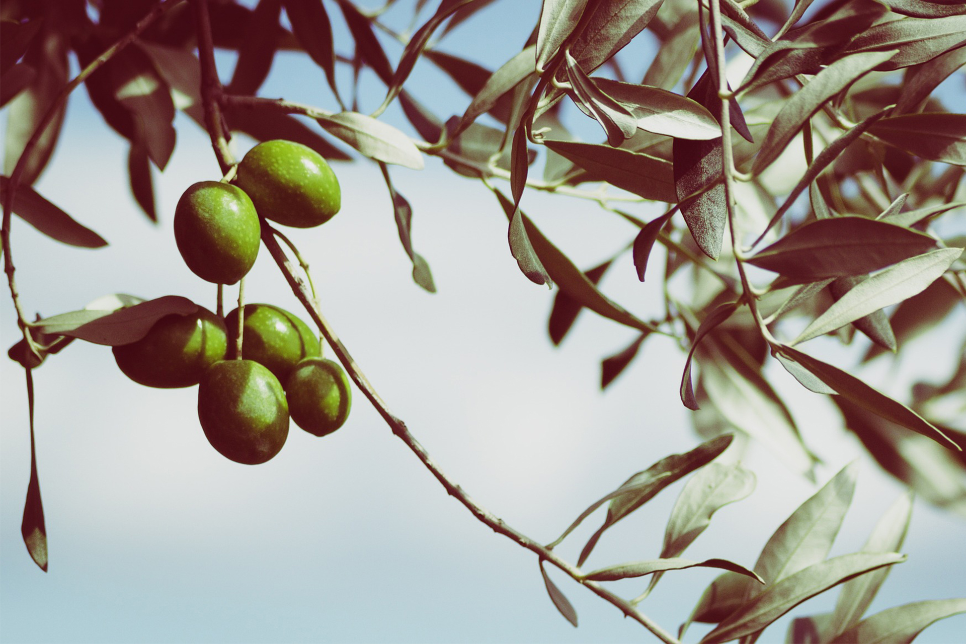 I prefer green olives to black olives.. The French for "I prefer green olives to black olives." is "Je préfère les olives vertes aux olives noires.".
