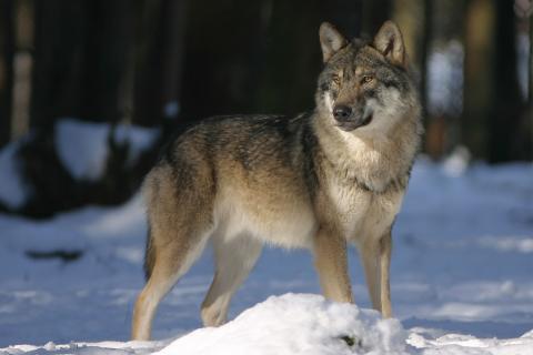 Wolf In French Lingopolo