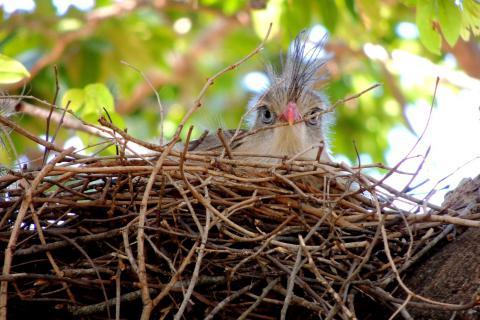 Bird’s nest. The French for "bird’s nest" is "nid d’oiseau".