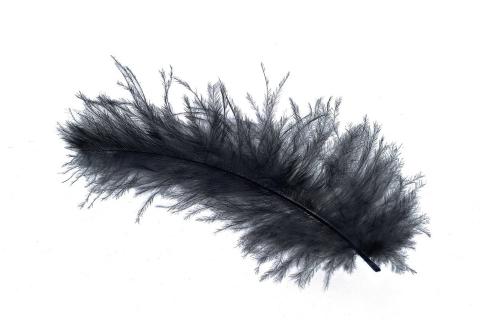 Feather. The French for "feather" is "plume".