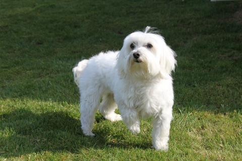 Maltese dog. The French for "Maltese dog" is "bichon maltais".