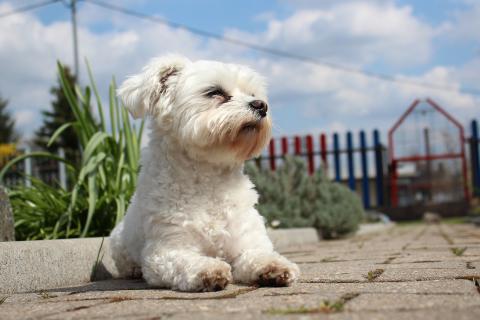 This is a Maltese dog. The French for "this is a Maltese dog" is "c’est un bichon maltais".