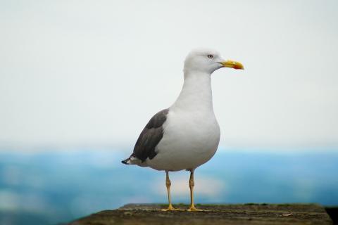 A seagull. The French for "a seagull" is "une mouette".