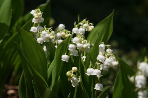 Lily of the valley. The French for "lily of the valley" is "muguet".