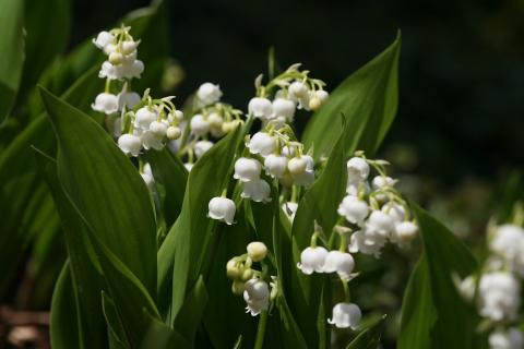 On the first of May, people don’t work. Traditionally, people offer some lily of the valley.. The French for "On the first of May, people don’t work. Traditionally, people offer some lily of the valley." is "Le premier mai, on ne travaille pas. Traditionnellement, on offre du muguet.".