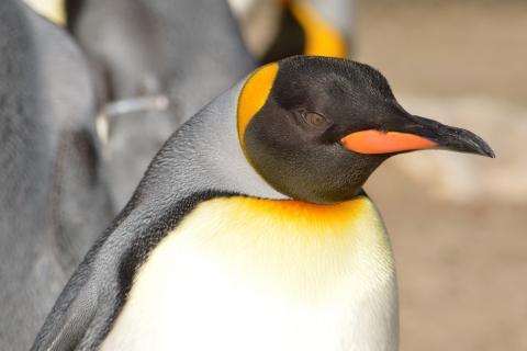 pic How To Spell Penguin In French penguin in french lingopolo