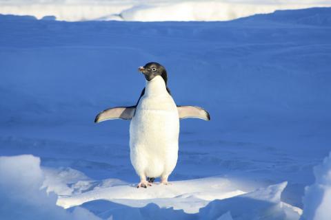 A penguin (informal). The French for "a penguin (informal)" is "un pingouin".