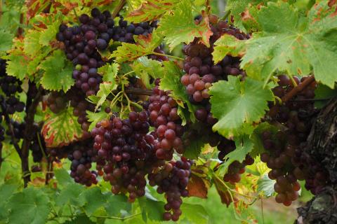Some black grapes. The French for "some black grapes" is "des raisins noirs".