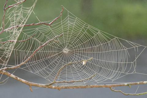 A spider web. The French for "a spider web" is "une toile d’araignée".