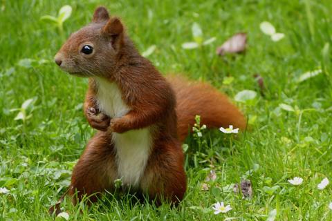 Squirrel. The French for "squirrel" is "écureuil".