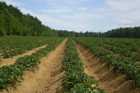 Potatoes grow in the ground.. The French for "Potatoes grow in the ground." is "La pomme de terre pousse dans la terre.".